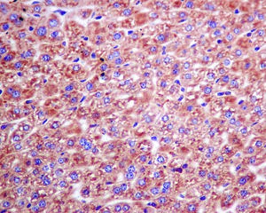 Immunohistochemistry (Formalin/PFA-fixed paraffin-embedded sections) - Anti-Sterol carrier protein 2 antibody [EPR9022] - BSA and Azide free (AB248889)