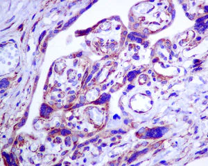 Immunohistochemistry (Formalin/PFA-fixed paraffin-embedded sections) - Anti-Sterol carrier protein 2 antibody [EPR9022] - BSA and Azide free (AB248889)
