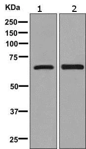 Western blot - Anti-Sterol carrier protein 2 antibody [EPR9022] - BSA and Azide free (AB248889)