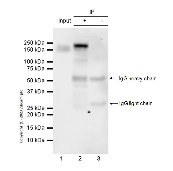 Immunoprecipitation - Anti-STIL/SIL antibody [EPR26955-72] - BSA and Azide free (AB315886)