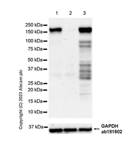 Western blot - Anti-STIL/SIL antibody [EPR26955-72] - BSA and Azide free (AB315886)