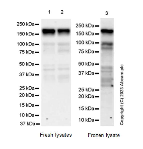 Western blot - Anti-STIL/SIL antibody [EPR26955-72] - BSA and Azide free (AB315886)