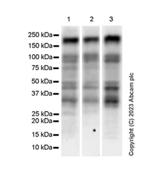 Western blot - Anti-STIL/SIL antibody [EPR26955-72] - BSA and Azide free (AB315886)