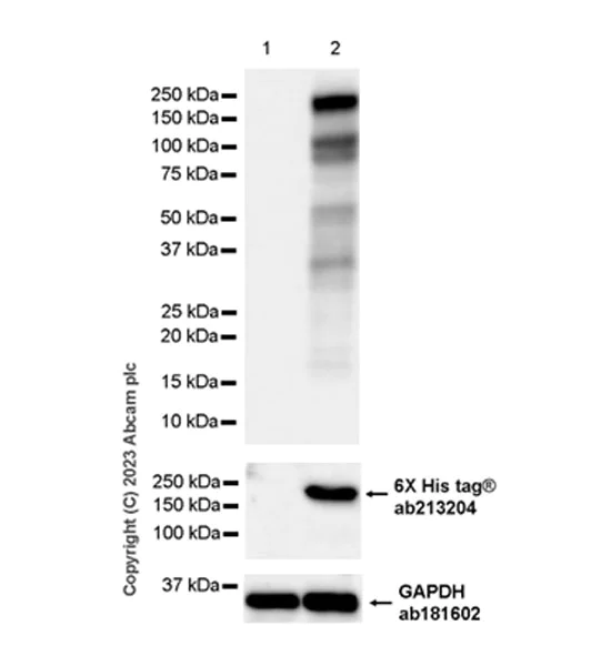 Western blot - Anti-STIL/SIL antibody [EPR26955-72] - BSA and Azide free (AB315886)
