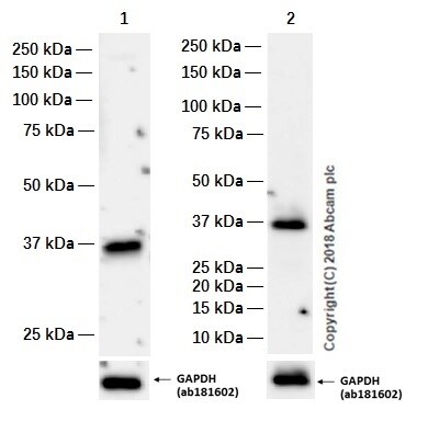 Western blot - Stimulatory Immune Checkpoint panel 1 - Human WB (AB278176), expandable thumbnail