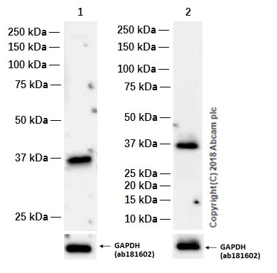 Western blot - Stimulatory Immune Checkpoint panel 1 - Human WB (AB278176)