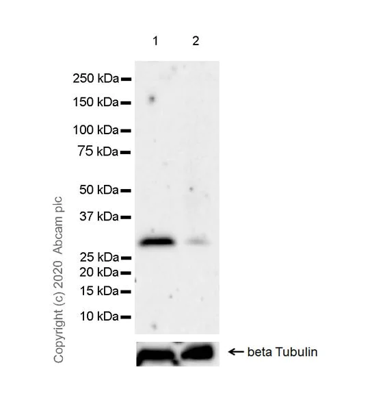 Western blot - Stimulatory Immune Checkpoint panel 1 - Human WB (AB278176)