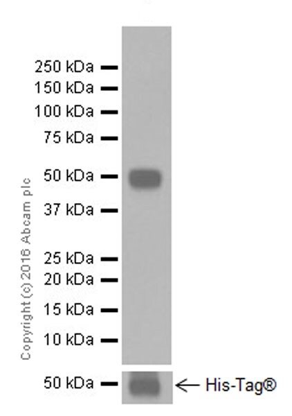 Western blot - Stimulatory Immune Checkpoint panel 1 - Human WB (ab278176), expandable thumbnail