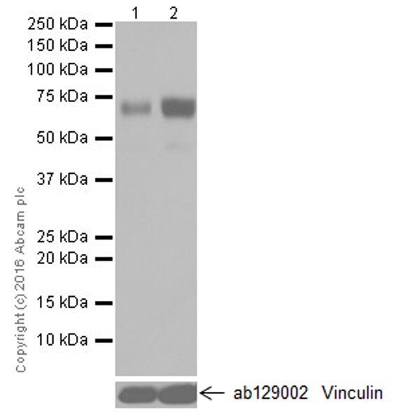 Western blot - Stimulatory Immune Checkpoint panel 1 - Human WB (ab278176), expandable thumbnail