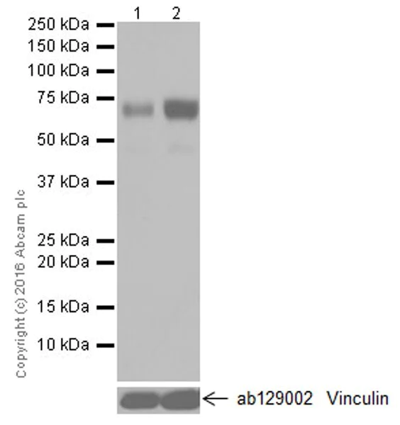 Western blot - Stimulatory Immune Checkpoint panel 1 - Human WB (AB278176)