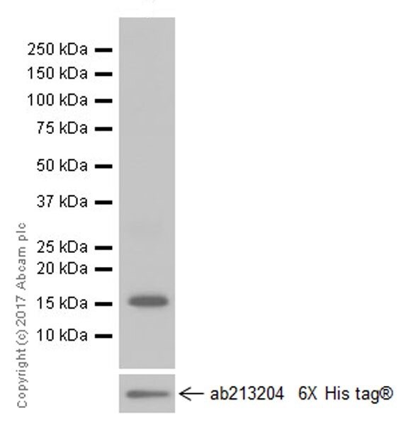Western blot - Stimulatory Immune Checkpoint panel 1 - Human WB (ab278176), expandable thumbnail