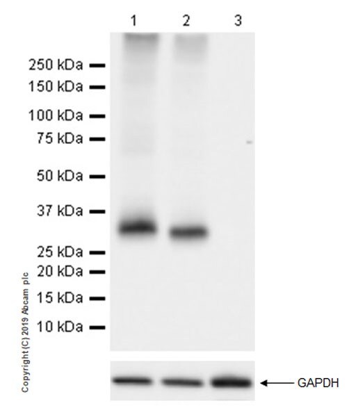 Western blot - Stimulatory Immune Checkpoint panel 1 - Human WB (ab278176), expandable thumbnail