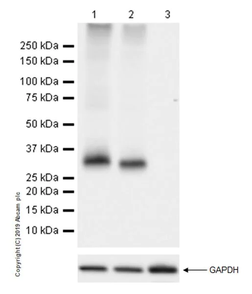Western blot - Stimulatory Immune Checkpoint panel 1 - Human WB (AB278176)