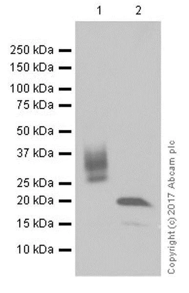 Western blot - Stimulatory Immune Checkpoint panel 1 - Human WB (AB278176)