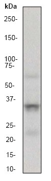 Western blot - Stimulatory Immune Checkpoint panel 1 - Human WB (AB278176), expandable thumbnail