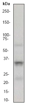 Western blot - Stimulatory Immune Checkpoint panel 1 - Human WB (AB278176)