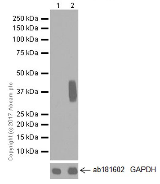 Western blot - Stimulatory Immune Checkpoint panel 1 - Human WB (ab278176), expandable thumbnail