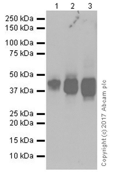 Western blot - Stimulatory Immune Checkpoint panel 1 - Human WB (AB278176), expandable thumbnail