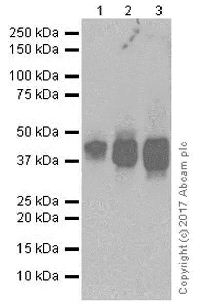 Western blot - Stimulatory Immune Checkpoint panel 1 - Human WB (AB278176)