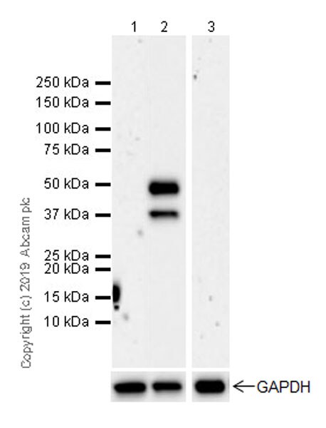 Western blot - Stimulatory Immune Checkpoint panel 1 - Human WB (ab278176), expandable thumbnail