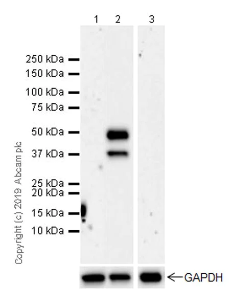 Western blot - Stimulatory Immune Checkpoint panel 1 - Human WB (AB278176)