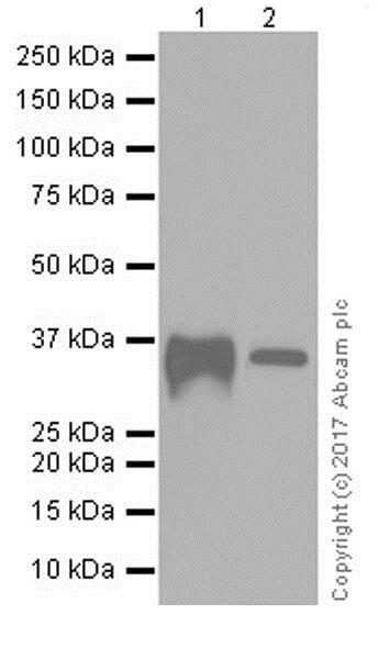 Western blot - Stimulatory Immune Checkpoint panel 1 - Human WB (AB278176), expandable thumbnail