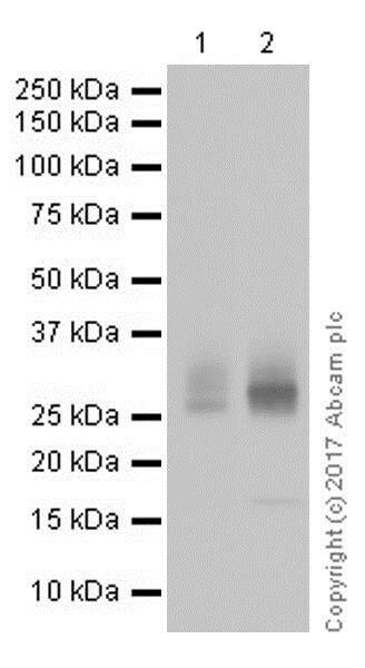 Western blot - Stimulatory Immune Checkpoint panel 1 - Human WB (ab278176), expandable thumbnail