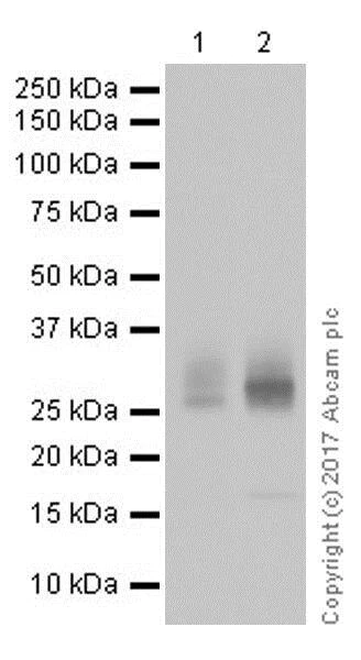 Western blot - Stimulatory Immune Checkpoint panel 1 - Human WB (AB278176)