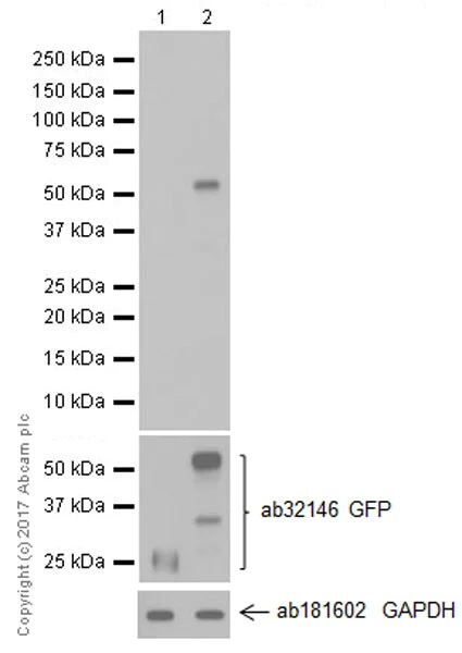 Western blot - Stimulatory Immune Checkpoint panel 2 - Human WB (AB278177)