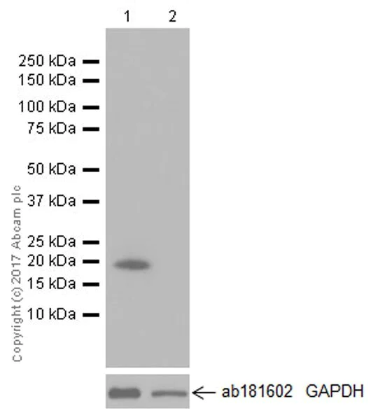 Western blot - Stimulatory Immune Checkpoint panel 2 - Human WB (AB278177)