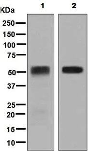 Western blot - Stimulatory Immune Checkpoint panel 2 - Human WB (AB278177)