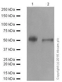 Western blot - Stimulatory Immune Checkpoint panel 2 - Human WB (AB278177)