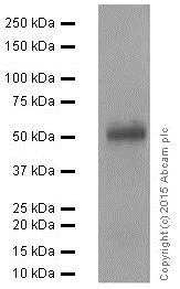 Western blot - Stimulatory Immune Checkpoint panel 2 - Human WB (AB278177)