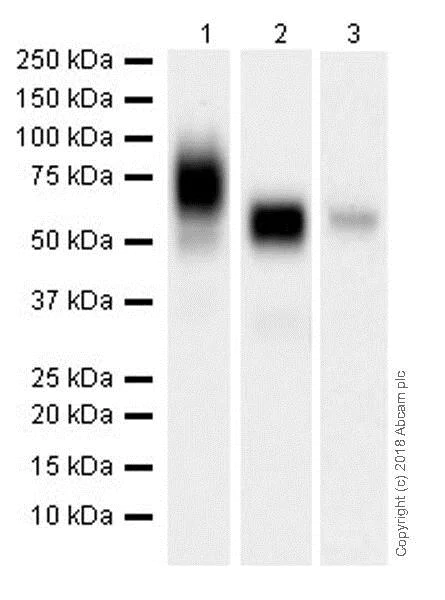 Western blot - Stimulatory Immune Checkpoint panel 2 - Human WB (AB278177)