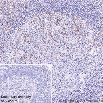 Immunohistochemistry (Formalin/PFA-fixed paraffin-embedded sections) - Stimulatory Immune Checkpoint Panel - Human IHC (AB278178)