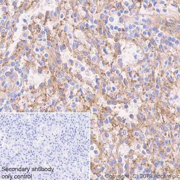 Immunohistochemistry (Formalin/PFA-fixed paraffin-embedded sections) - Stimulatory Immune Checkpoint Panel - Human IHC (AB278178)