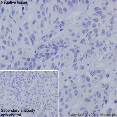 Immunohistochemistry (Formalin/PFA-fixed paraffin-embedded sections) - Stimulatory Immune Checkpoint Panel - Human IHC (AB278178)