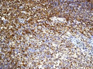 Immunohistochemistry (Formalin/PFA-fixed paraffin-embedded sections) - Stimulatory Immune Checkpoint Panel - Human IHC (AB278178)