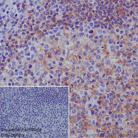 Immunohistochemistry (Formalin/PFA-fixed paraffin-embedded sections) - Stimulatory Immune Checkpoint Panel - Human IHC (AB278178)