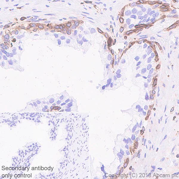 Immunohistochemistry (Formalin/PFA-fixed paraffin-embedded sections) - Stimulatory Immune Checkpoint Panel - Human IHC (AB278178)