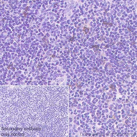 Immunohistochemistry (Formalin/PFA-fixed paraffin-embedded sections) - Stimulatory Immune Checkpoint Panel - Human IHC (AB278178)