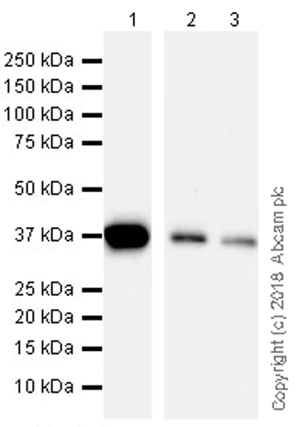 Western blot - Anti-STING antibody [EPR13130-55] (AB239074)