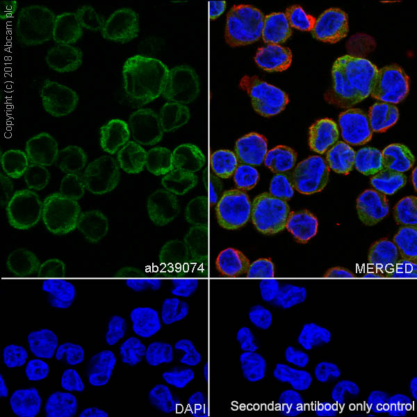 Immunocytochemistry/ Immunofluorescence - Anti-STING antibody [EPR13130-55] - BSA and Azide free (ab242019), expandable thumbnail