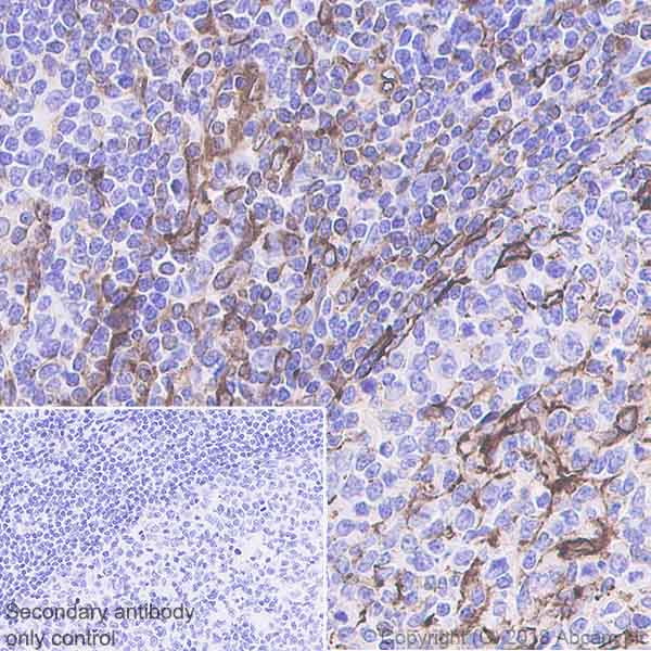 Immunohistochemistry (Formalin/PFA-fixed paraffin-embedded sections) - Anti-STING antibody [EPR13130-55] - BSA and Azide free (AB242019), expandable thumbnail