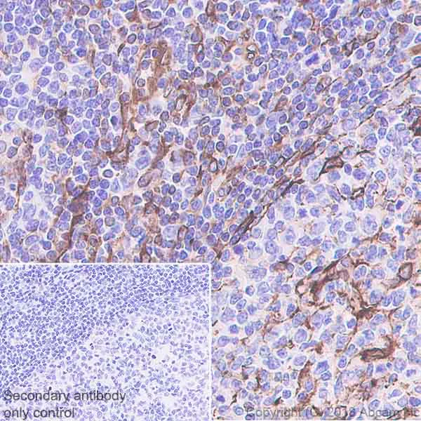 Immunohistochemistry (Formalin/PFA-fixed paraffin-embedded sections) - Anti-STING antibody [EPR13130-55] - BSA and Azide free (AB242019)