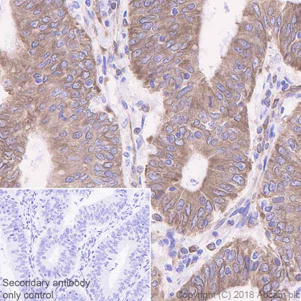 Immunohistochemistry (Formalin/PFA-fixed paraffin-embedded sections) - Anti-STING antibody [EPR13130-55] - BSA and Azide free (AB242019), expandable thumbnail