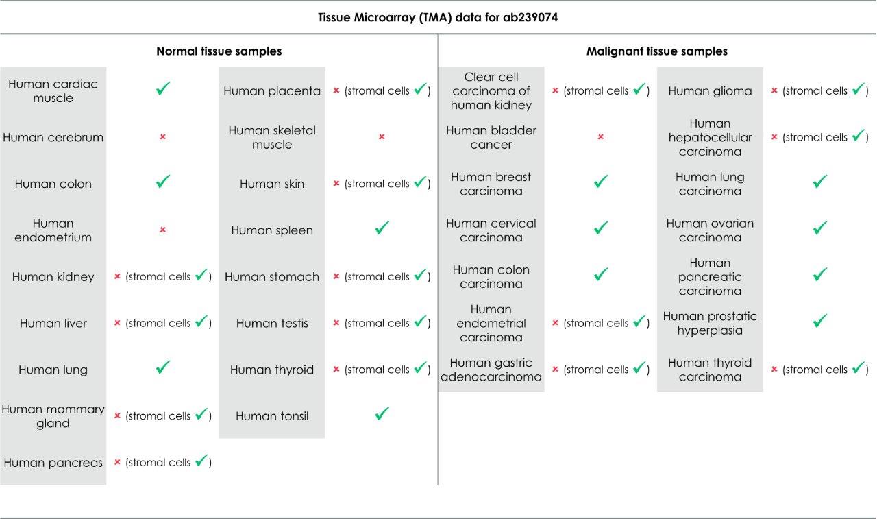 Immunohistochemistry (Formalin/PFA-fixed paraffin-embedded sections) - Anti-STING antibody [EPR13130-55] - BSA and Azide free (ab242019), expandable thumbnail