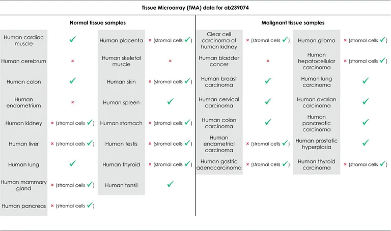 Immunohistochemistry (Formalin/PFA-fixed paraffin-embedded sections) - Anti-STING antibody [EPR13130-55] - BSA and Azide free (AB242019)