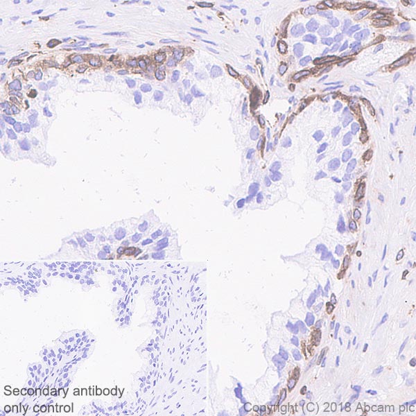 Immunohistochemistry (Formalin/PFA-fixed paraffin-embedded sections) - Anti-STING antibody [EPR13130-55] - BSA and Azide free (AB242019), expandable thumbnail