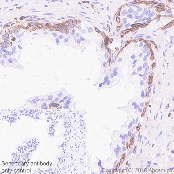 Immunohistochemistry (Formalin/PFA-fixed paraffin-embedded sections) - Anti-STING antibody [EPR13130-55] - BSA and Azide free (AB242019)
